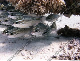 Red Sea Fish 6